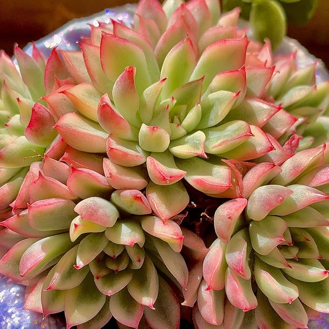 FWPP Live Succulent Echeveria Mebina Variegata,3.5 Inches Mini Succulents Plants Live,Bare Root Without Pot Soil,Clustered Live Plants,House Plants for Gift Party Wedding Garden Baby Shower DIY Decor
