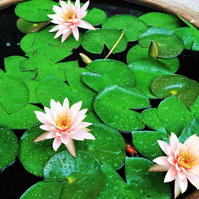 Aquatic Soil for Pond Plants 5.5LBS, Pond Clay Aquarium Soil Suitable for Water Lily and Water Plant, Pond Potting Media for Aquatic Plant