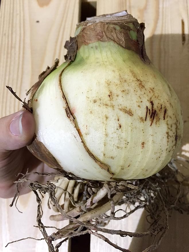 Amaryllis Picotee Healthy Bulb 28-30cm! Great Holiday Gift! Easy Grow Bulbs!
