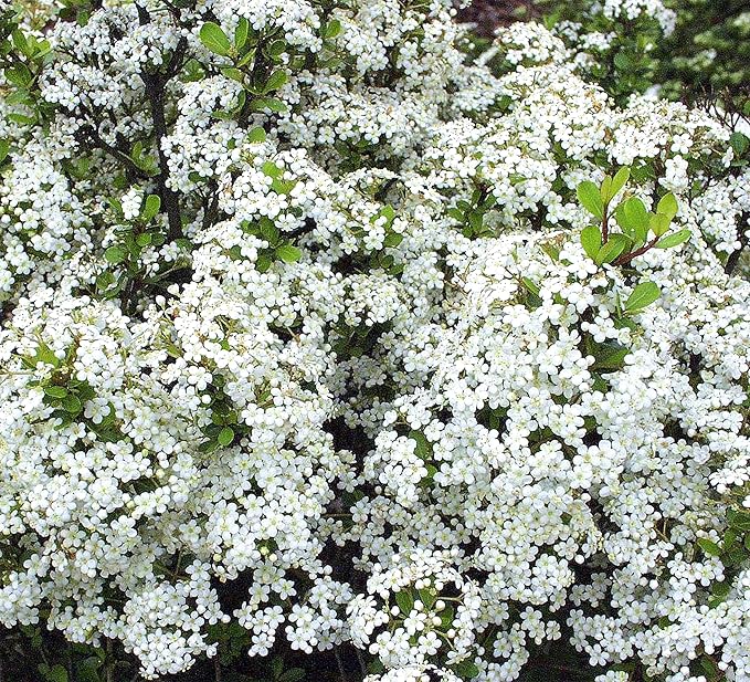 Viburnum Densa | 3 Live Plants | Viburnum Obovatum 'Densa' | Compact Evergreen Shrub | Low-Maintenance Privacy Plants for Landscaping
