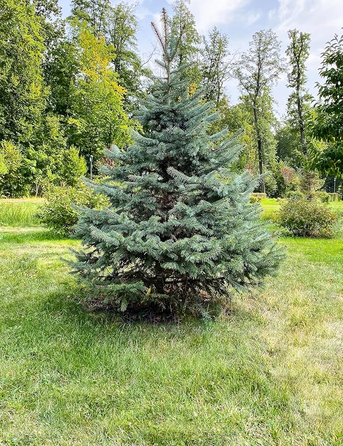 White Spruce Live Tree Seedling Plugs | 6"-12" | Arbor Day Foundation (5-Pack)