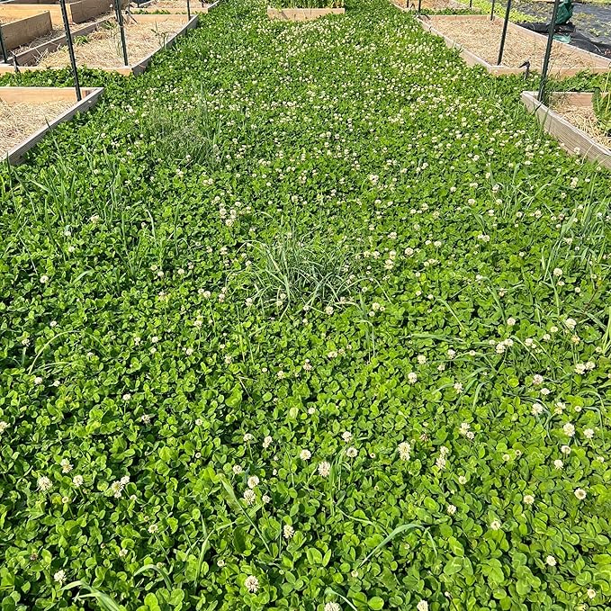 Micro Clover Seed for Lawn - 4 Oz - ~100,000 Microclover Seeds for Planting - Drought-Tolerant Mini Grass Alternative by Mountain Valley Seed Company
