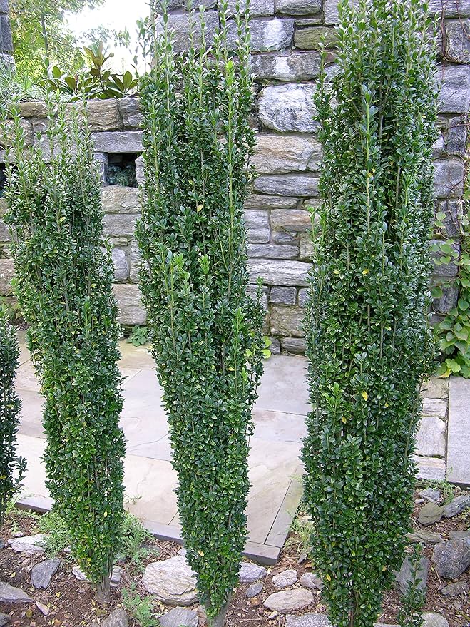 Sky Pencil Japanese Holly - 20 Live Plants - Ilex Crenata - Formal Low Maintenance Evergreen