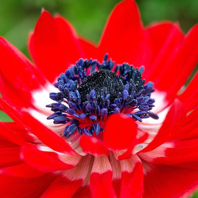 Easy to Grow Anemone The Governor 20 Plant Bulbs - Bright Red Flowers in Spring Outdoor, Full Sun