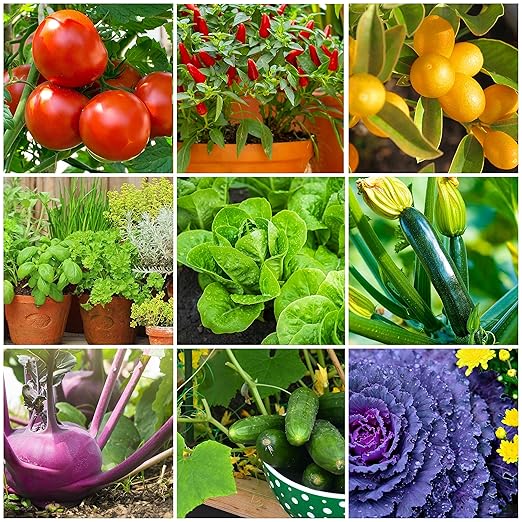 The Old Farmer's Almanac Tomato & Vegetable Plant Food Mini Spikes - NPK 6-4-6 for Continuous Feeding and Bountiful Harvests (72 Mini Spikes)