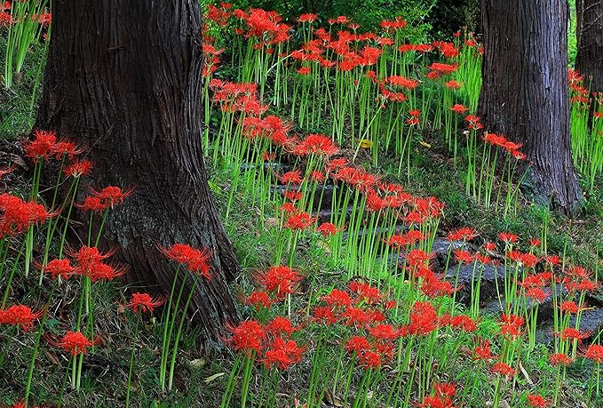 Easy to Grow Lycoris Red 'Spider Lily' Plant Bulbs (3 Pack) - Red Flowering Blooms in Summer to Fall Gardens