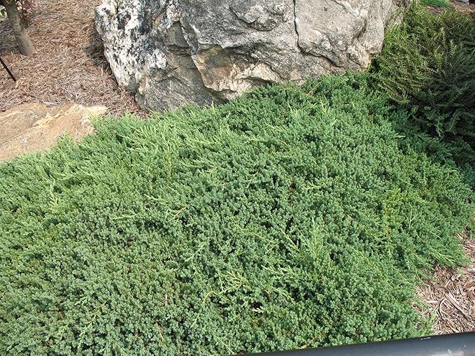 Juniper Procumbens Nana - 3 Live Plants - Drought Tolerant Evergreen Groundcover - Great for Bonsai